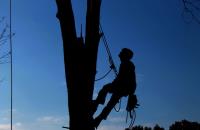 Caboolture Tree Removal North Lakes image 1